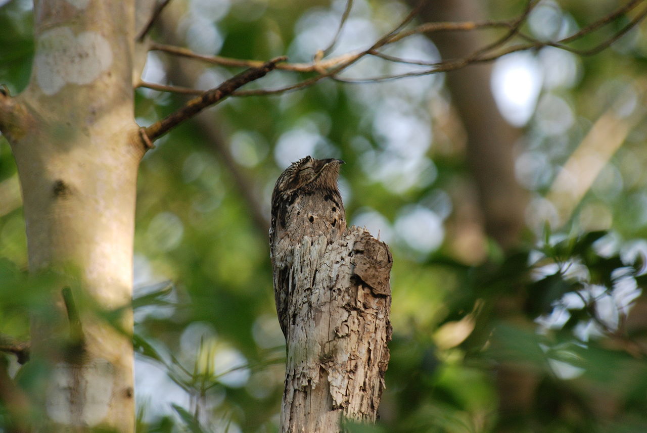 Nictibilul comun (Nyctibius griseus), pasăre arboricolă și vânător nocturn de insecte