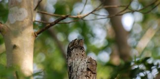 Nictibilul comun (Nyctibius griseus), pasăre arboricolă și vânător nocturn de insecte