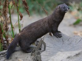 Nurca americană (Mustela vison), animal de pradă