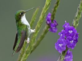 Ocreatus underwoodii, o pasăre colibri ce apare în pădurea tropicală