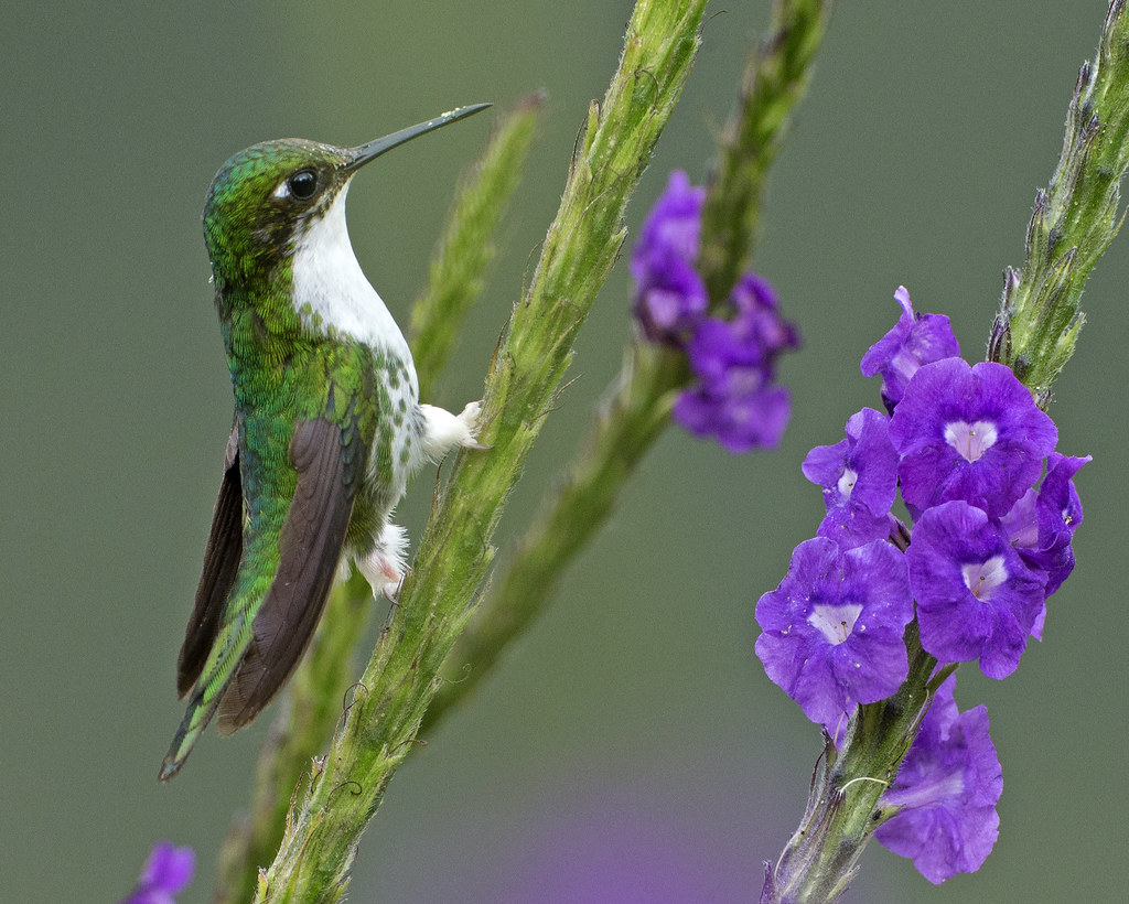 Ocreatus underwoodii, o pasăre colibri ce apare în pădurea tropicală