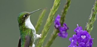 Ocreatus underwoodii, o pasăre colibri ce apare în pădurea tropicală