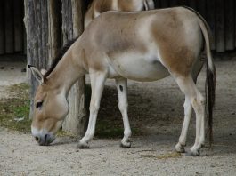 Onagrul (Equus hemionus) sau măgarul asiatic, vezi cum arată