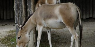 Onagrul (Equus hemionus) sau măgarul asiatic, vezi cum arată