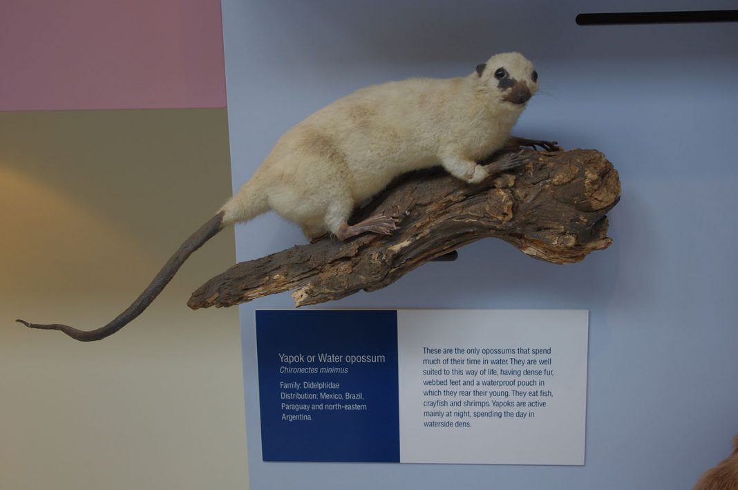 Oposumul de apă (Chironectes minimus), singura specie de marsupial semiacvatic