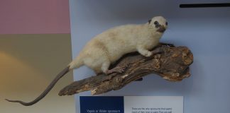 Oposumul de apă (Chironectes minimus), singura specie de marsupial semiacvatic