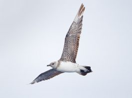 Păsări de apa - Skua cu coadă lungă (Stercorarius longicaudus)