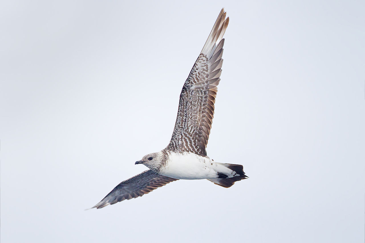 Păsări de apa - Skua cu coadă lungă (Stercorarius longicaudus)