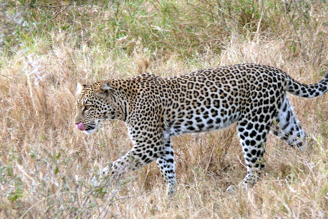 Panthera pardus