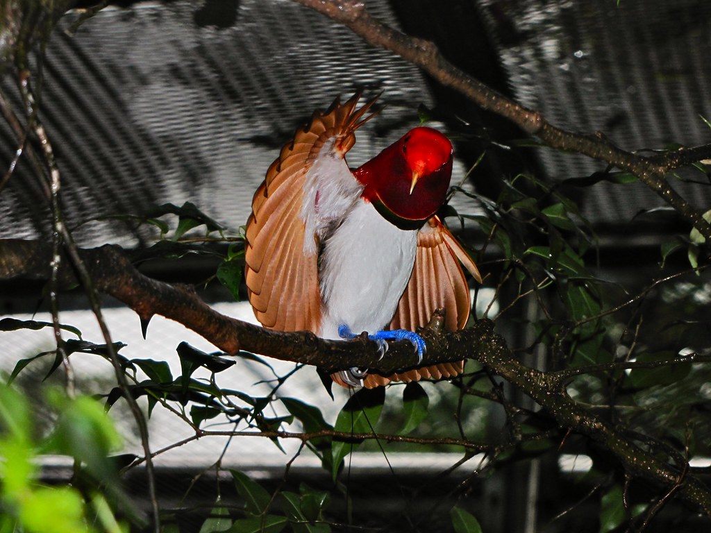 Pasărea-paradis rege (Cicinnurus regius) își extinde penajul ajungând ca o sferă