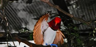 Pasărea-paradis rege (Cicinnurus regius) își extinde penajul ajungând ca o sferă