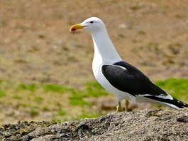 Pescărușul Kelp (Larus dominicanus) fură hrana altor păsări de litoral