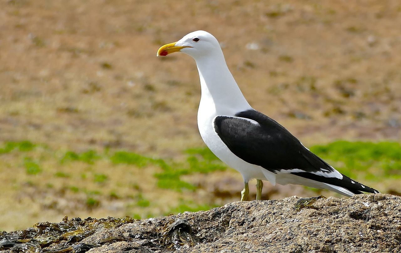 Pescărușul Kelp (Larus dominicanus) fură hrana altor păsări de litoral