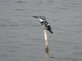 Pescarul cenușiu (Ceryle rudis), o specie de pasăre lacomă numită regele pescar