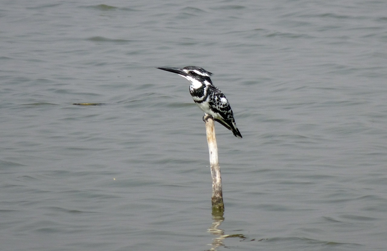 Pescarul cenușiu (Ceryle rudis), o specie de pasăre lacomă numită regele pescar