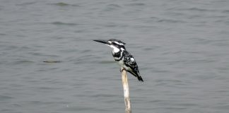 Pescarul cenușiu (Ceryle rudis), o specie de pasăre lacomă numită regele pescar