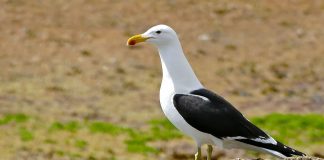 Pescărușul Kelp (Larus dominicanus) fură hrana altor păsări de litoral