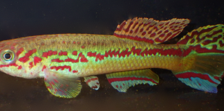 Peștele Aphyosemion amieti din Râul Sanaga, Camerun