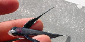 Peștele Exocoetus volitans planează la suprafața mărilor și oceanelor