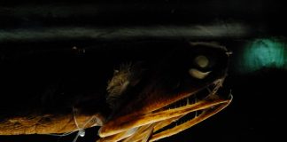 Peștele Malacosteus niger, o creatură neobișnuită a oceanelor