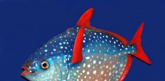 Peștele Opah (Lampris guttatus), o specie comună în apele temperate