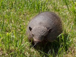 Pichi (Zaedyus pichiy), cea mai mică specie de tatui