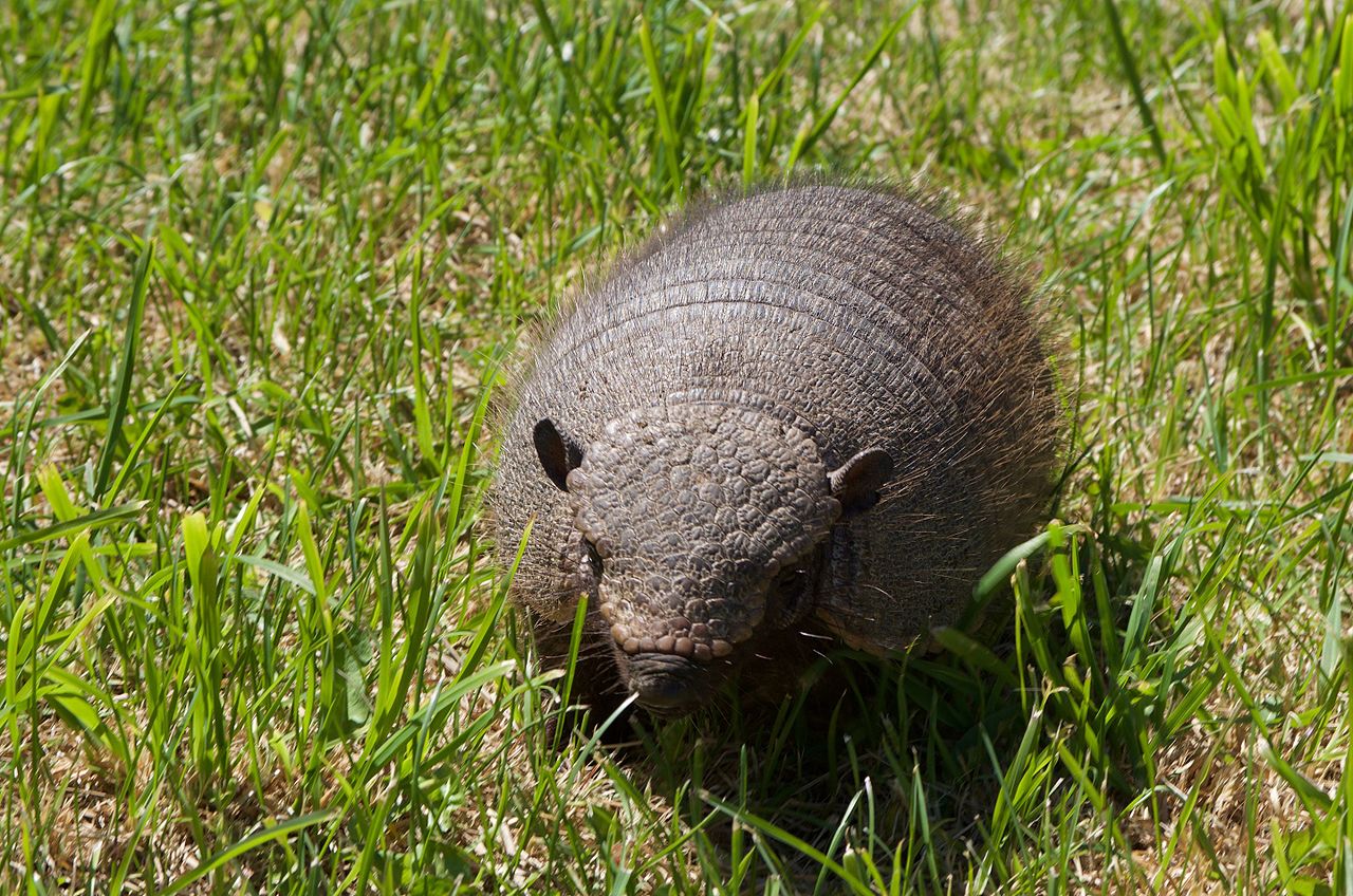 Pichi (Zaedyus pichiy), cea mai mică specie de tatui