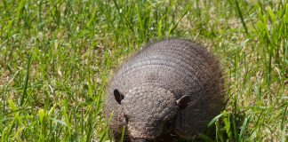 Pichi (Zaedyus pichiy), cea mai mică specie de tatui