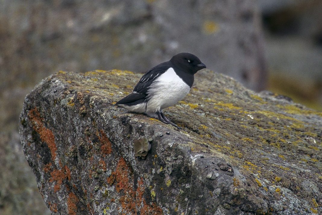 Pinguinul nordic mic (Alle alle), o pasăre migratoare și un scufundător desăvârsit