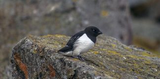 Pinguinul nordic mic (Alle alle), o pasăre migratoare și un scufundător desăvârsit