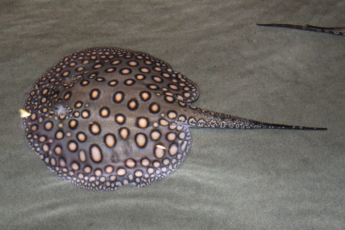 Pisica de mare de apă dulce (Potamotrygon motoro), din Fluviul 