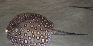 Pisica de mare de apă dulce (Potamotrygon motoro), din Fluviul Amazon și Orinoco