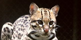 Pisica lui Geoffroy (Felis geoffroyi), o specie nocturnă