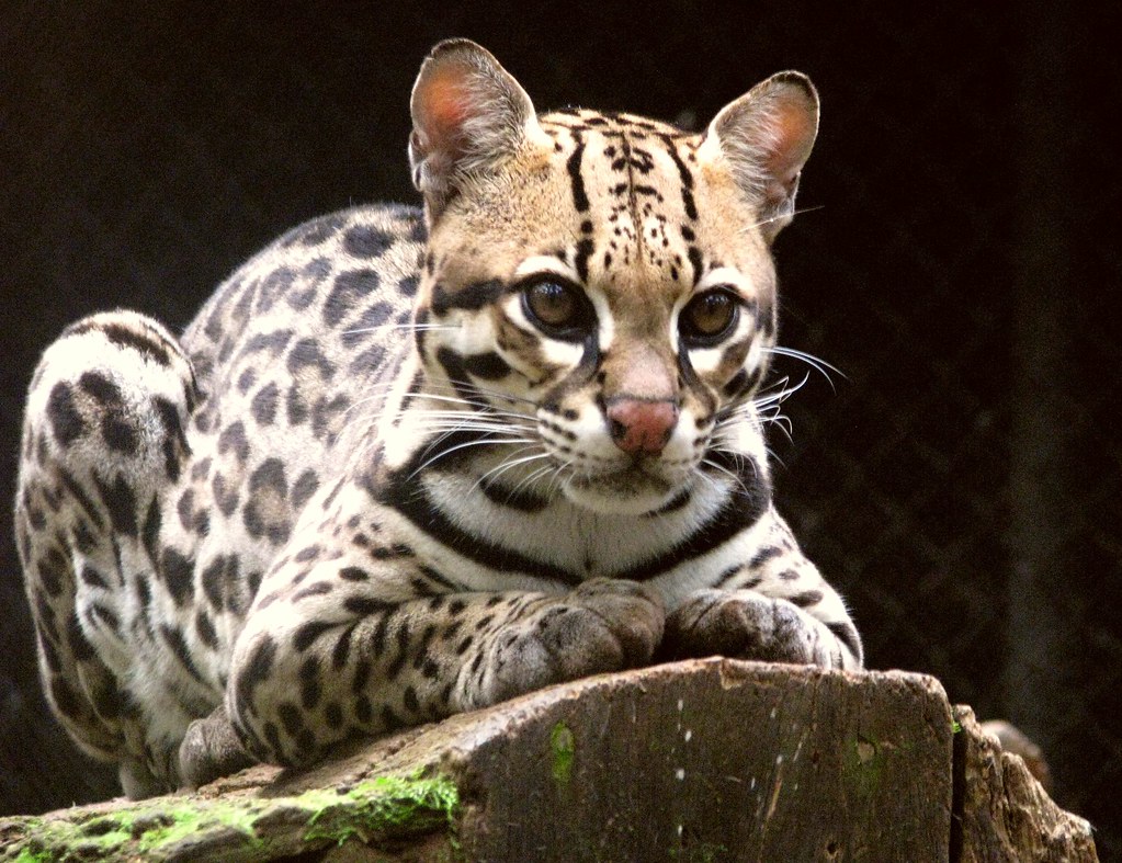 Pisica lui Geoffroy (Felis geoffroyi), o specie nocturnă Pisica lui Geoffroy (Felis geoffroyi), o specie nocturnă