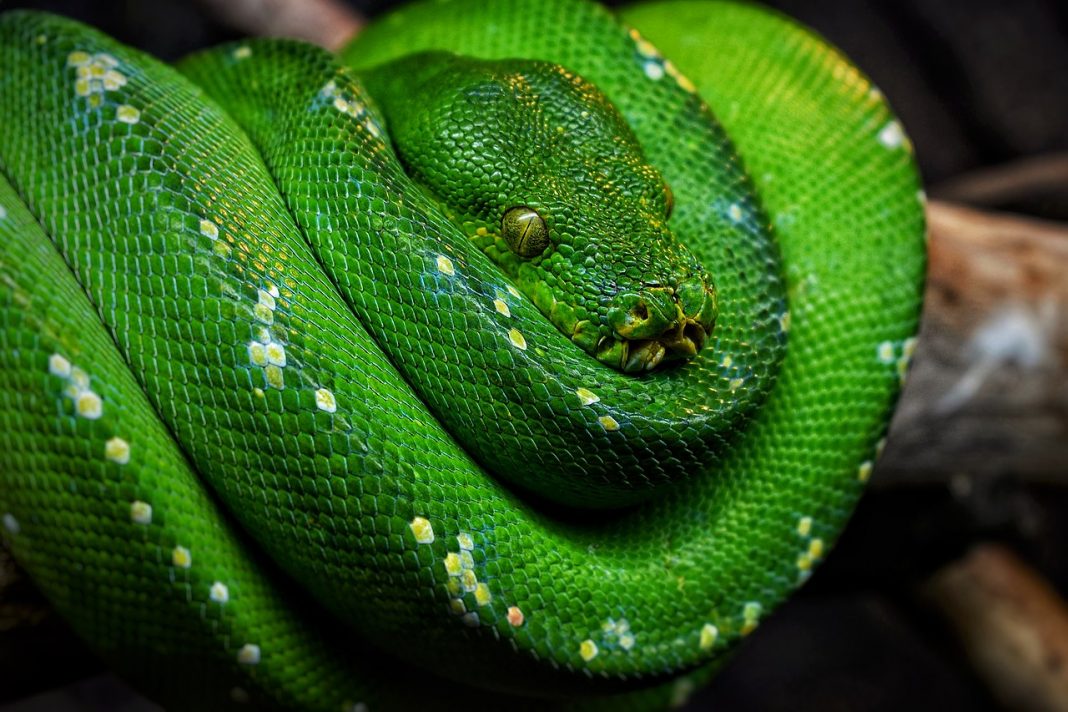 Pitonul verde de copac (Morelia viridis), vezi în ce regiuni trăiește Pitonul verde de copac (Morelia viridis), vezi în ce regiuni trăiește