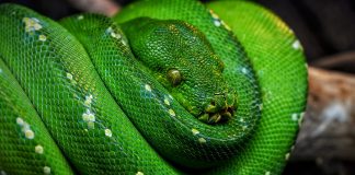 Pitonul verde de copac (Morelia viridis), vezi în ce regiuni trăiește