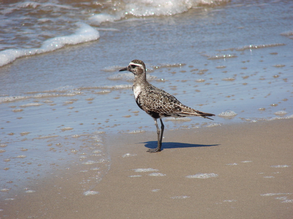 Pluvialis Dominica