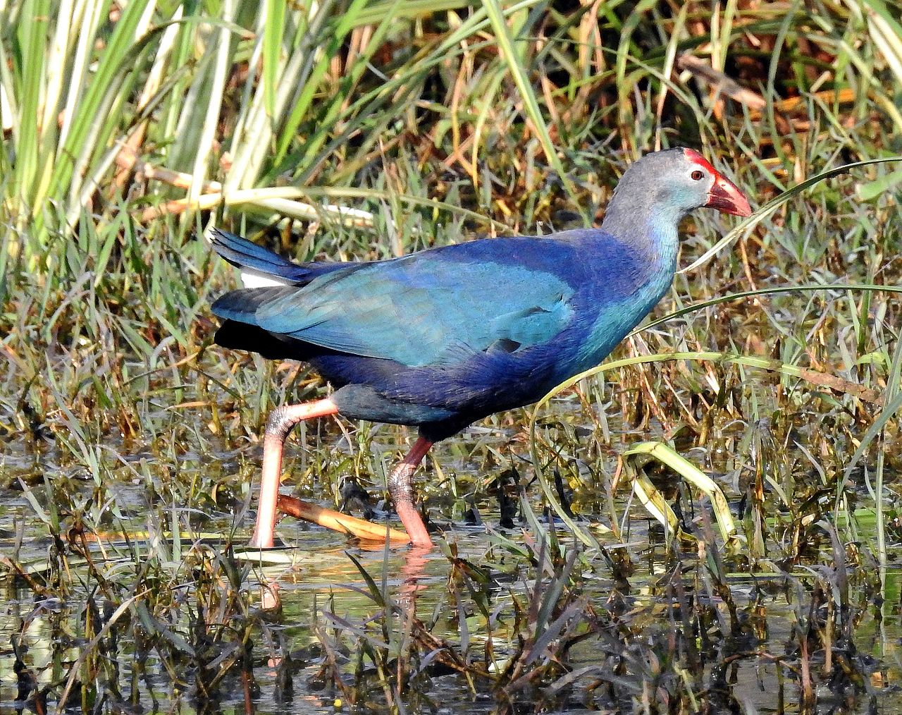 Poliocephalus poliocephalus