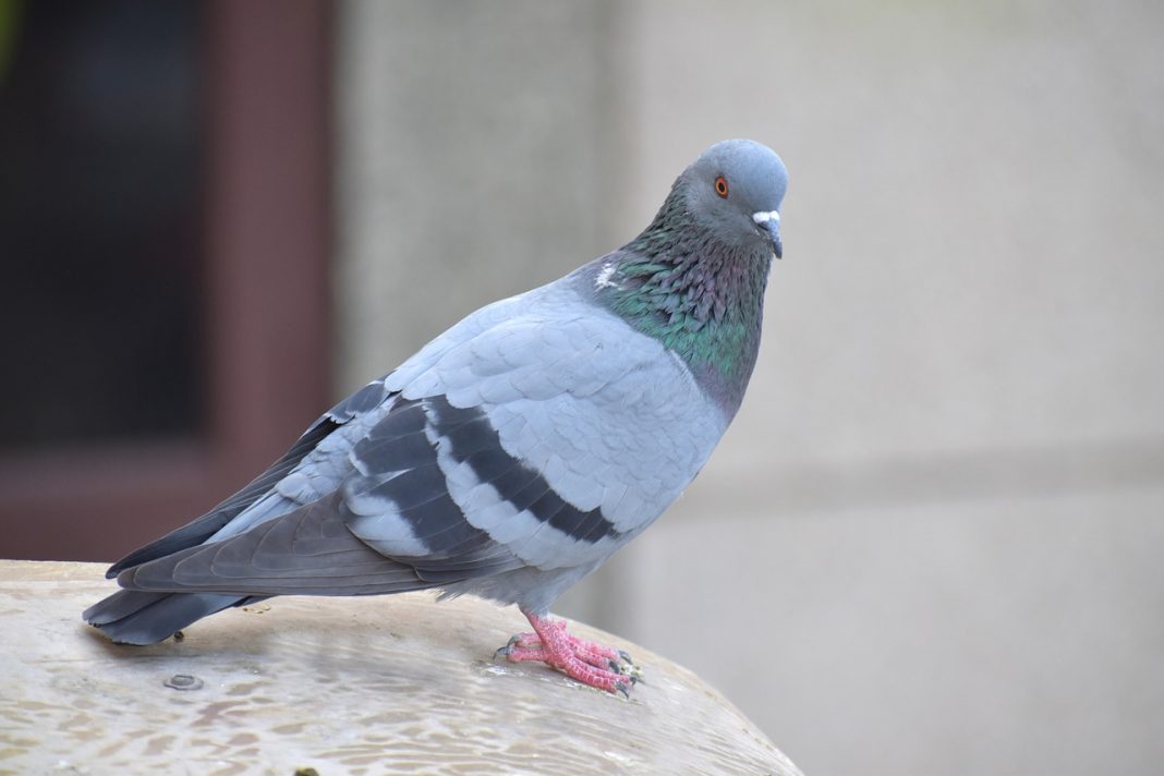 Porumbelul de stâncă (Columba livia), o pasăre nemigratoare