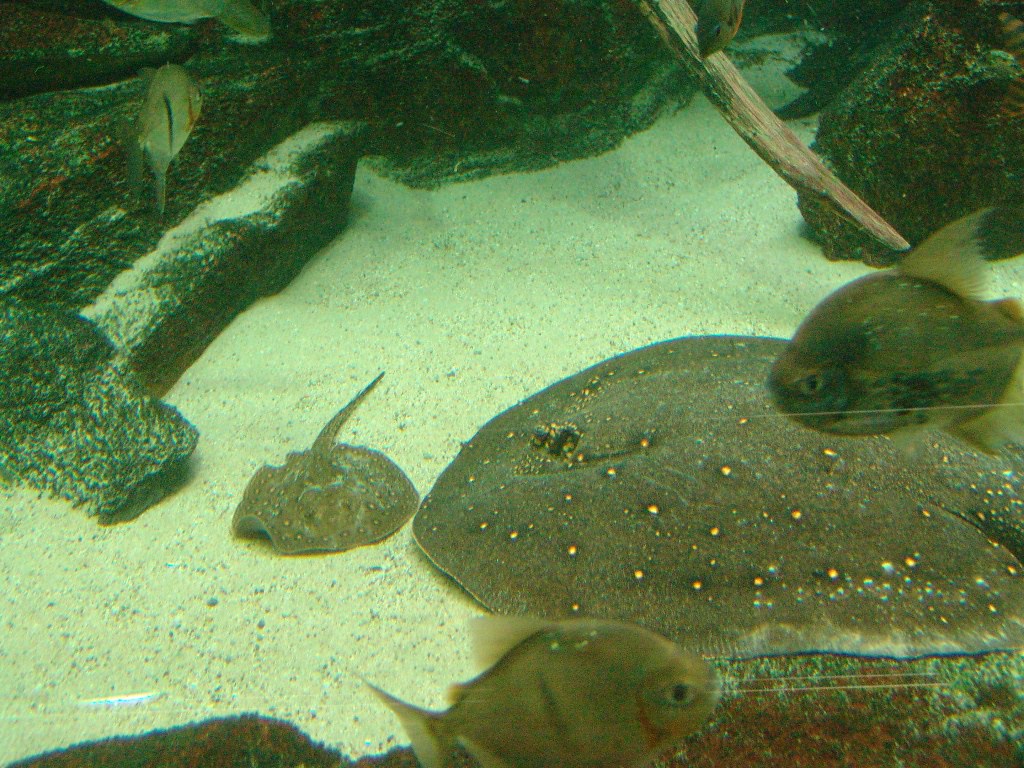 Potamotrygon motoro