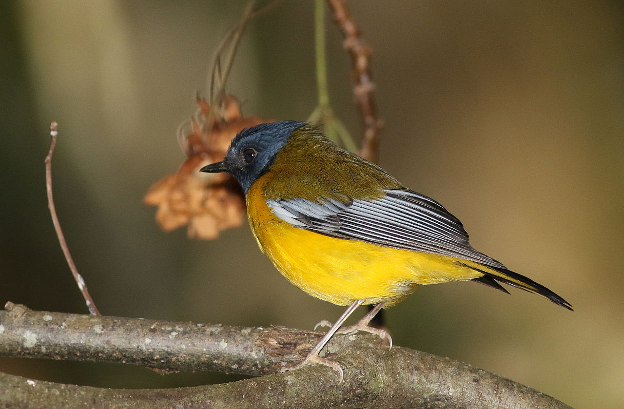 Prihorul cu stea albă (Pogonocichla stellata), vezi de unde și-a primit numele