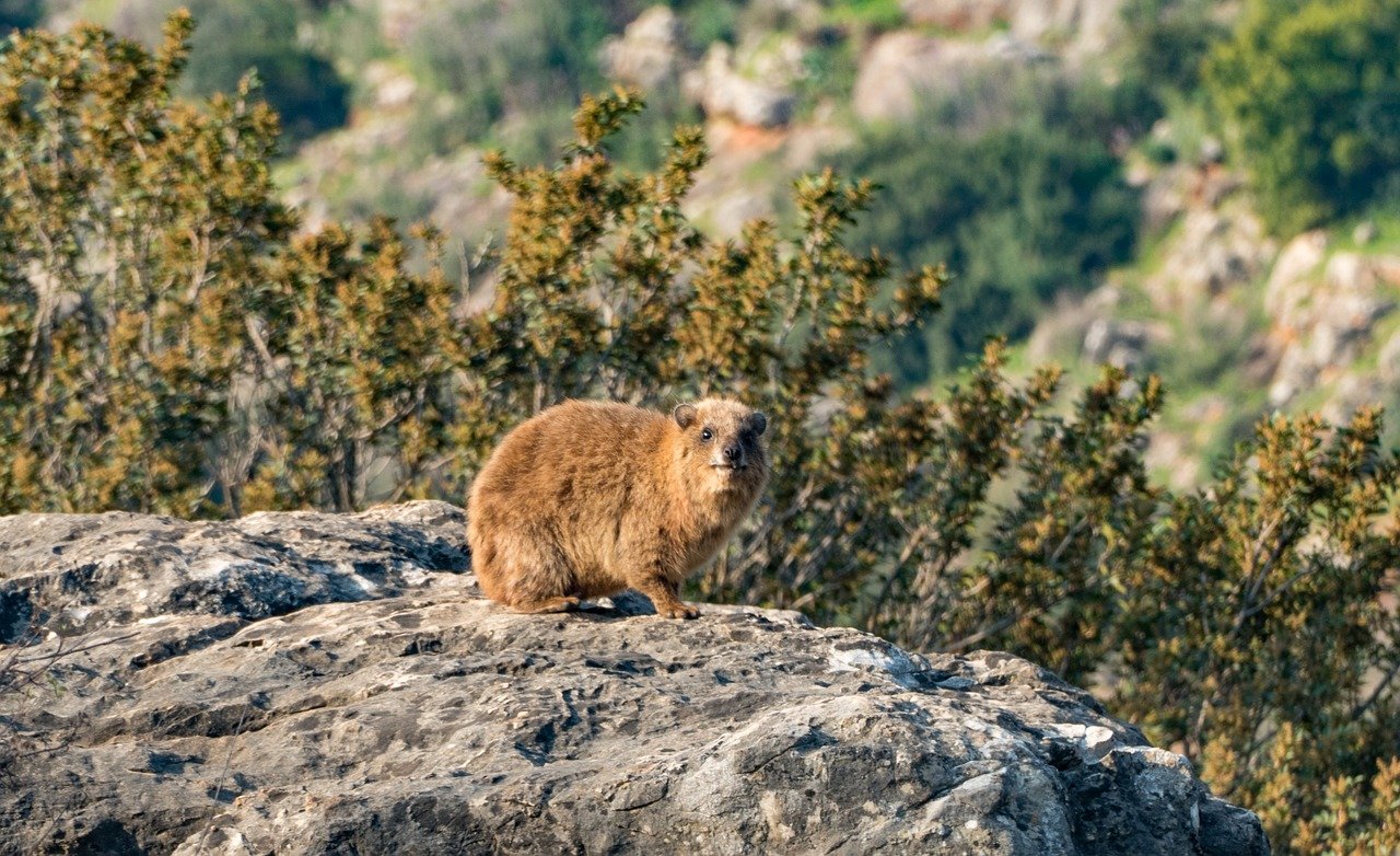 Procavia capensis