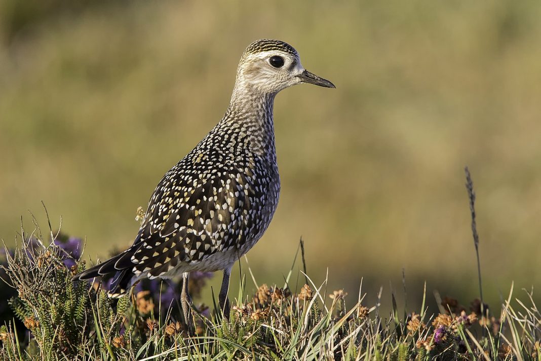 Prundărașul american auriu (Pluvialis Dominica), o pasăre migratoare