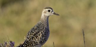 Prundărașul american auriu (Pluvialis Dominica), o pasăre migratoare