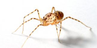 Păianjeni-scuipători, află unde trăiesc