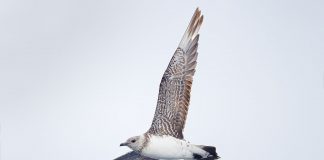 Păsări de apa - Skua cu coadă lungă (Stercorarius longicaudus)