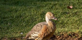 Rața fluierătoare cu pene (Dendrocygna eytoni), păsări monogame