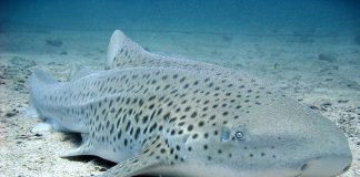 Rechinul-zebră (Stegostoma fasciatum) nu este agresiv