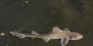 Rechinul-șobolan (Mustelus mustelus), un rechin ce preferă fundul mării