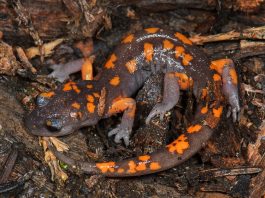 Salamandra ensatina (Ensatina eschscholtzii) alungă prădătorii prin secreția cozii